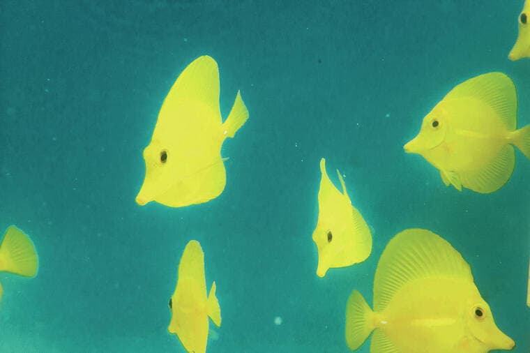 State lawmakers advance bills banning commercial aquarium collection, increasing reef-fish poaching penalties