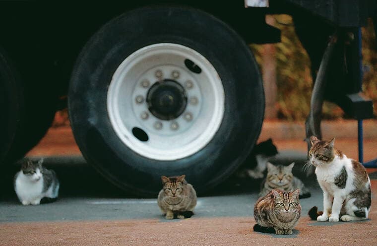 Hawaiʻi bills propose mandatory sterilization, import limits and spay-neuter fund