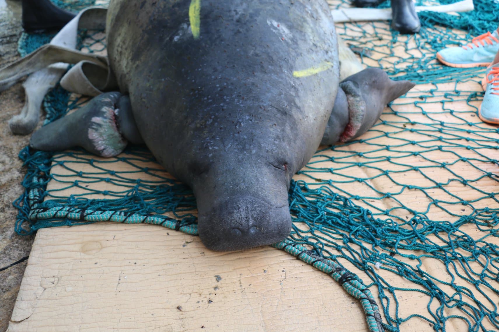 Manatee Stripes and calf Argyle released off Key Largo after entanglement rehabilitation