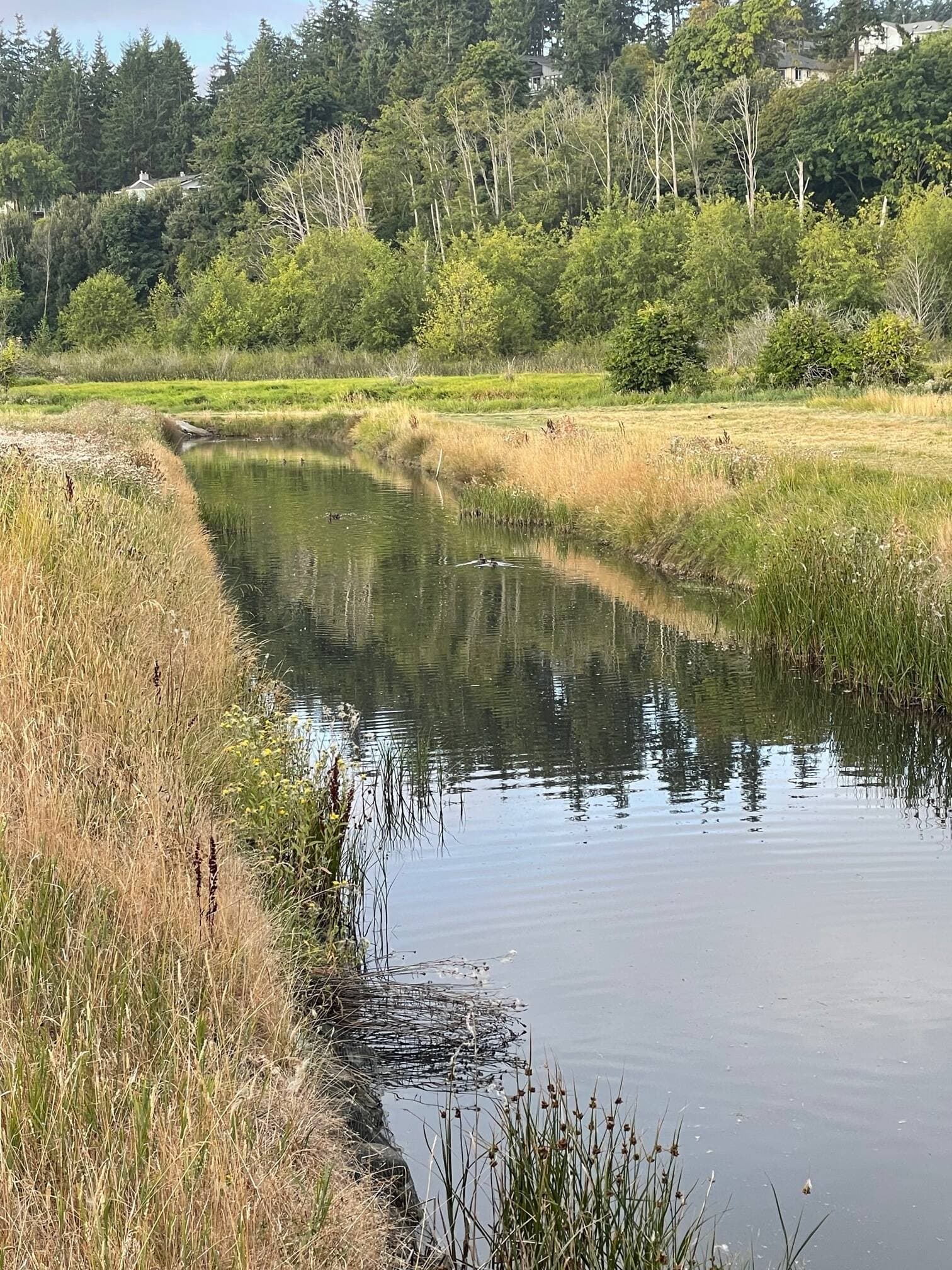 Island County opens 2026 Conservation Futures program funding cycle