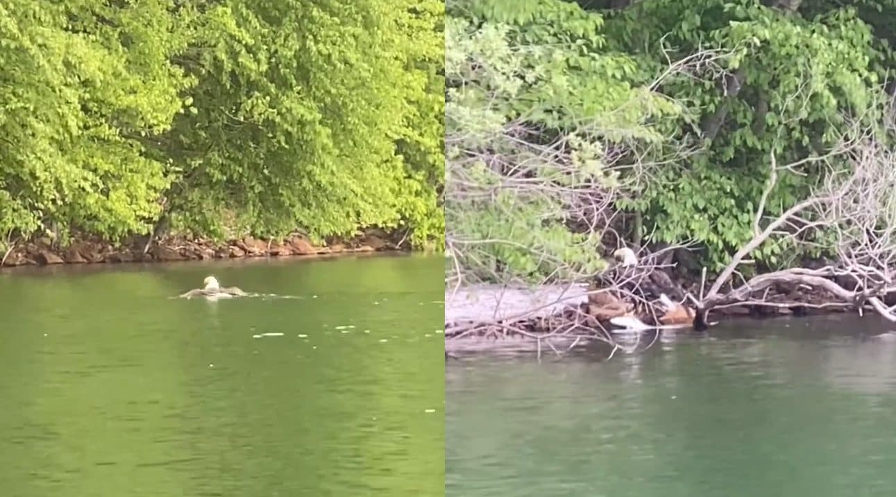 Bald eagle catches fish on Iron County lake, photographer captures moment