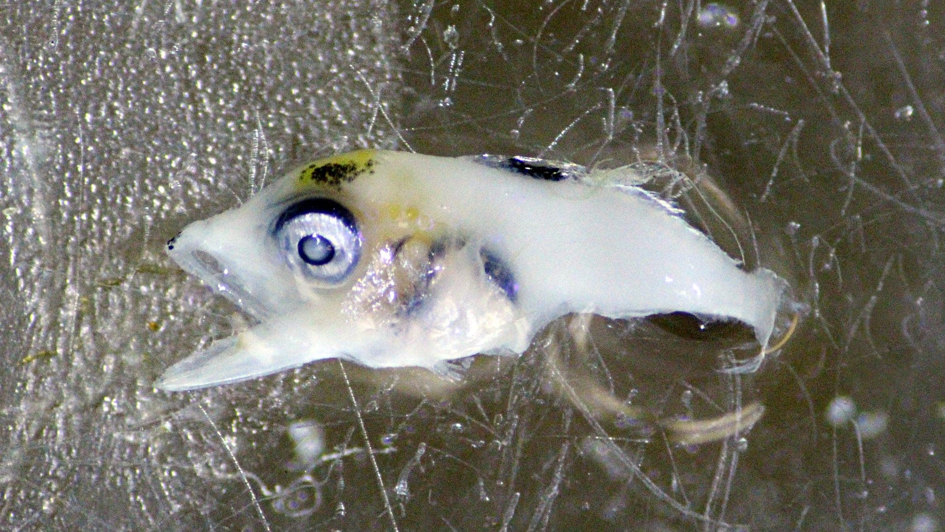 Bluefin Tuna Larvae Found for First Time in South Korea's Northern East Sea