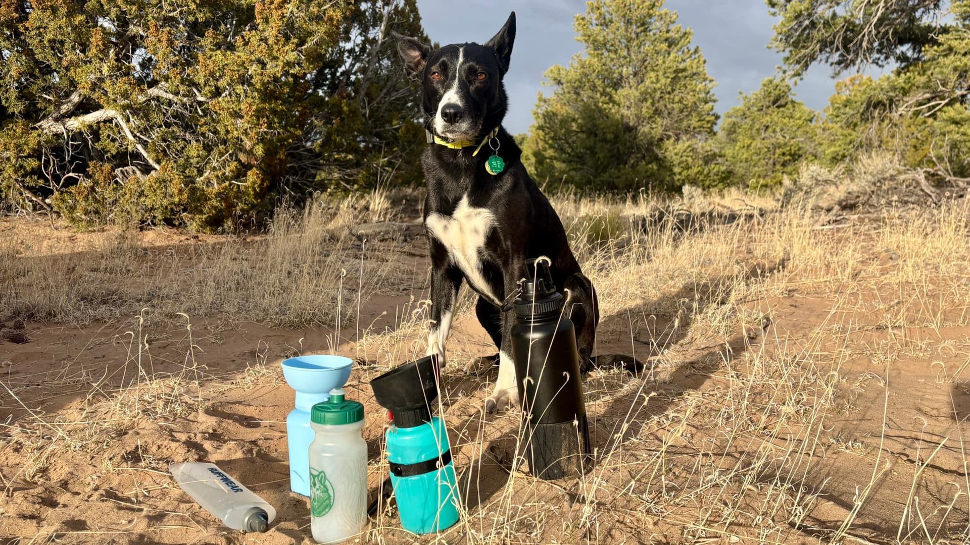 Essential safety strategies for long-distance hiking with hyperenergetic dogs