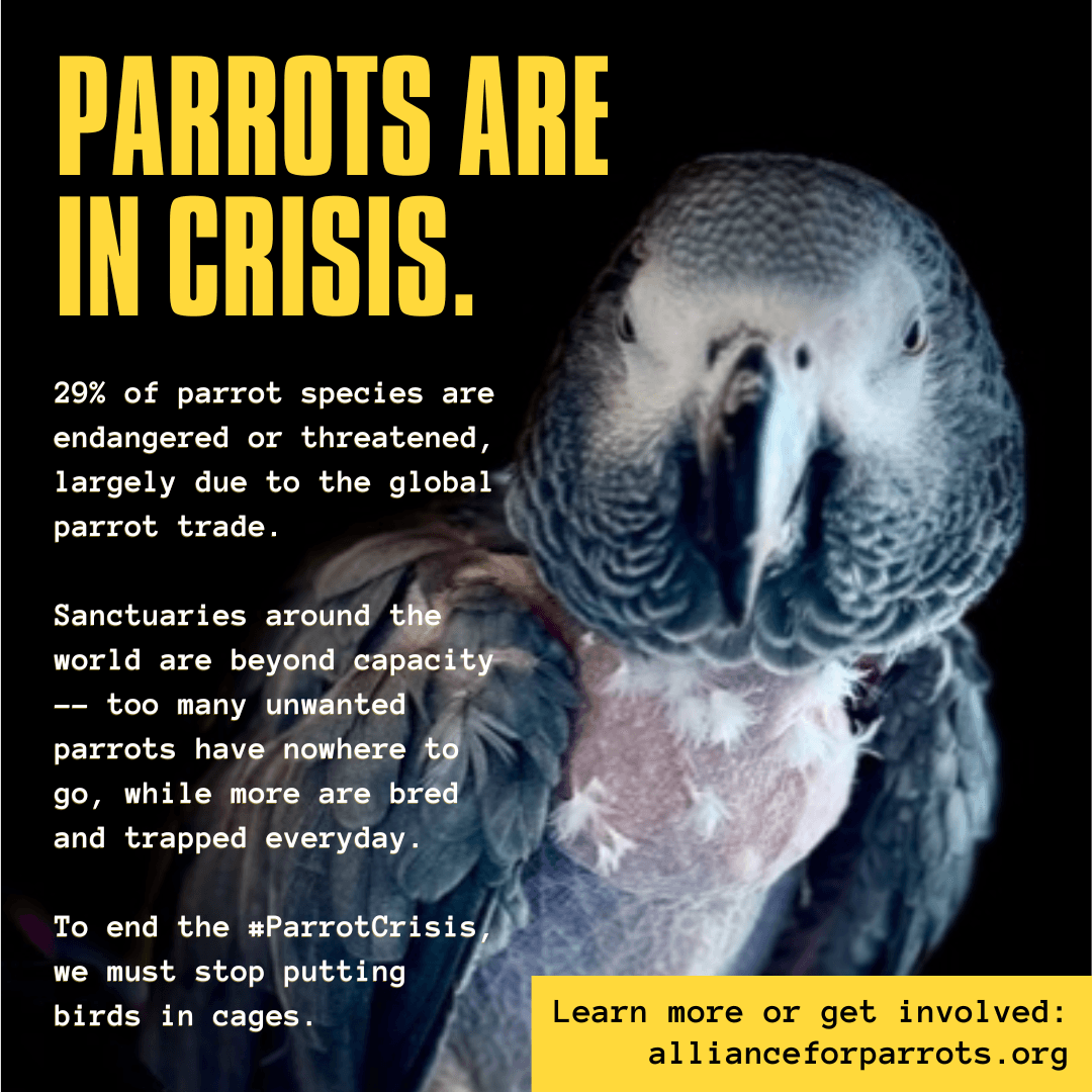 Alliance for Parrots Names March 10, 2026 as Global ParrotCrisis Awareness Day