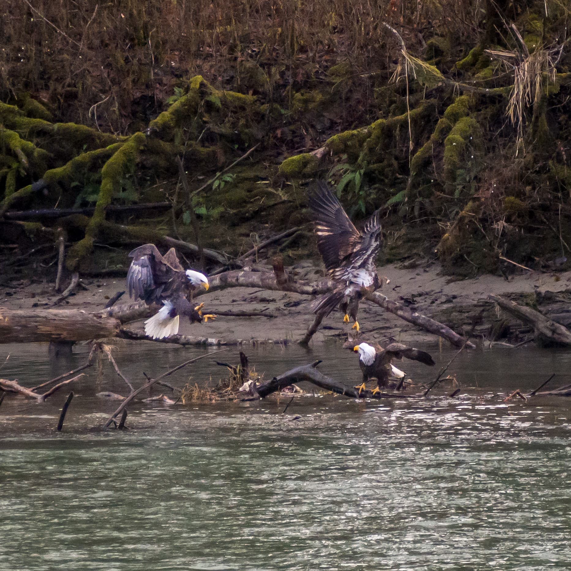 Skagit River opens winter bald eagle viewing season, volunteer program announced