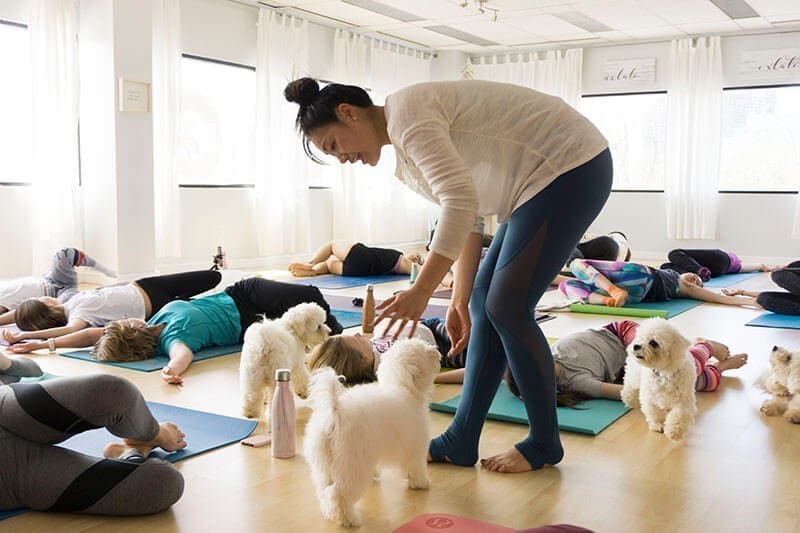 Dog Yoga Growth Fuels Pet Yoga Market Disruption and Future Trends