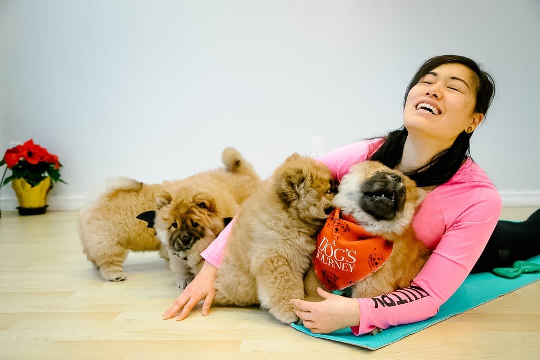 Puppy Yoga Lets Puppies Roam Mats, Reduces Stress and Socializes Dogs