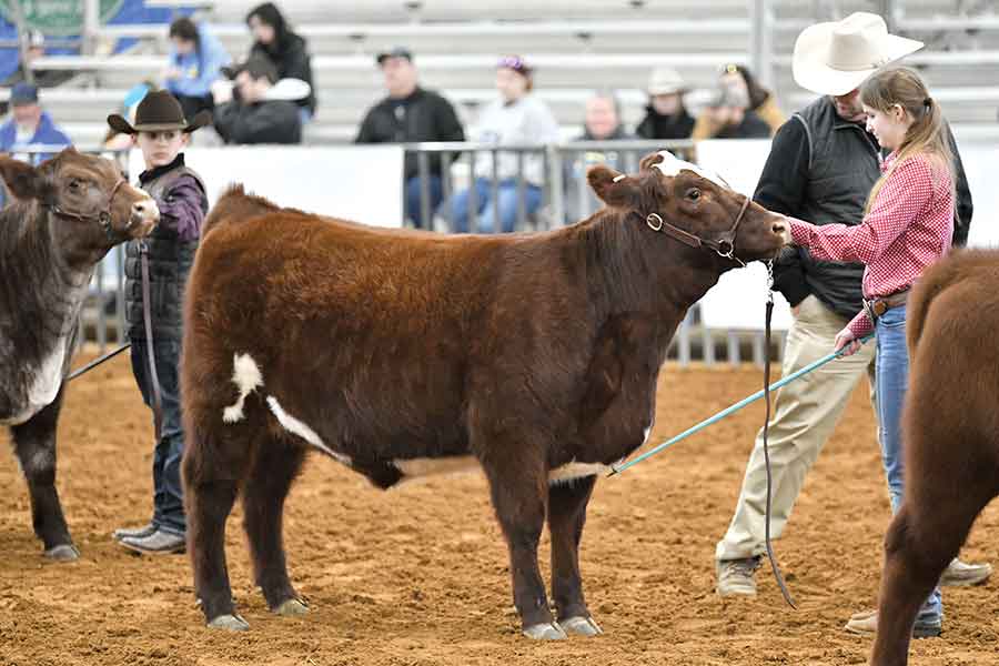Farmersville FFA students shine at Collin County Junior Livestock Show
