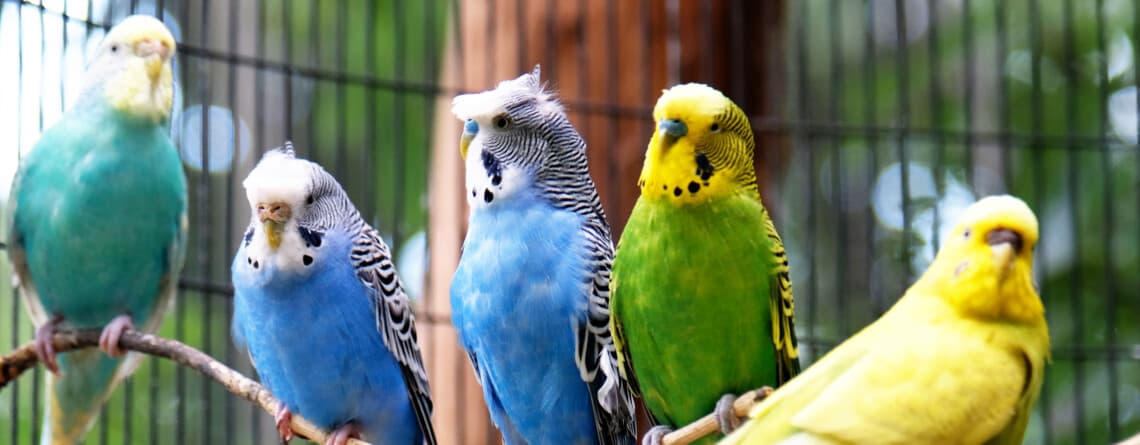 Kyiv Zoo renovates aviary for rescued war parrots