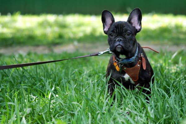 AKC says structure and consistency are key for hyperactive puppies