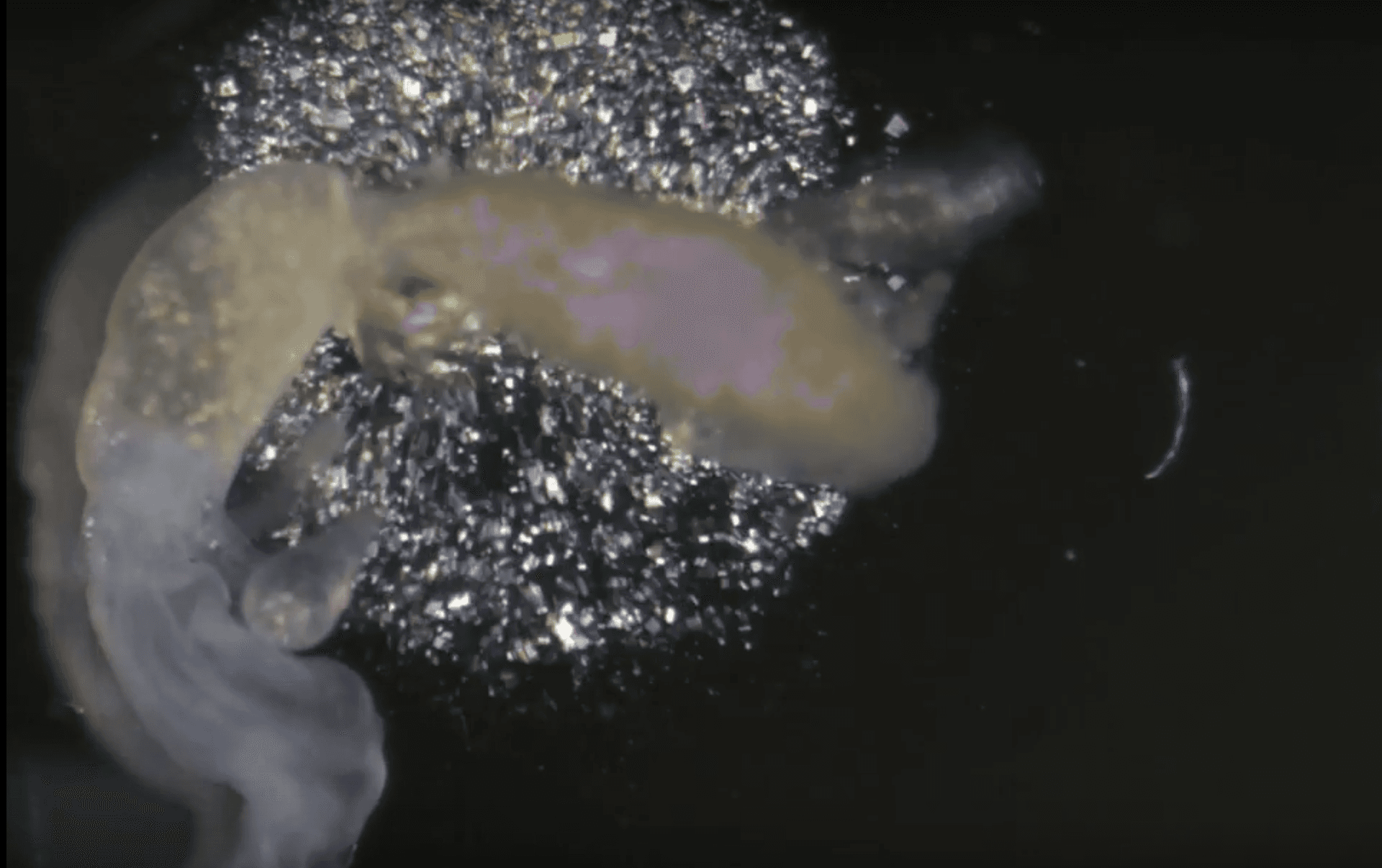 Scientists find cockroach crystals packed with complete nutrition