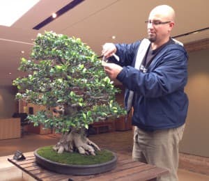 Chicago Botanic Garden Hands-On Spring Bonsai Care and Soil Science Feb 13