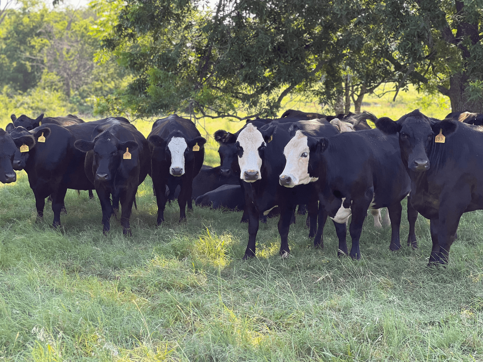 Owsley County farmers shift from tobacco to diversified crops, cattle