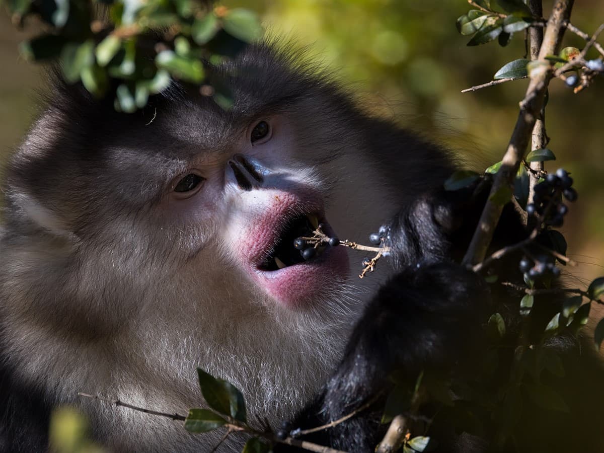 Erez Marom captures Sichuan wildlife with Canon R5 II and 100-500mm lens