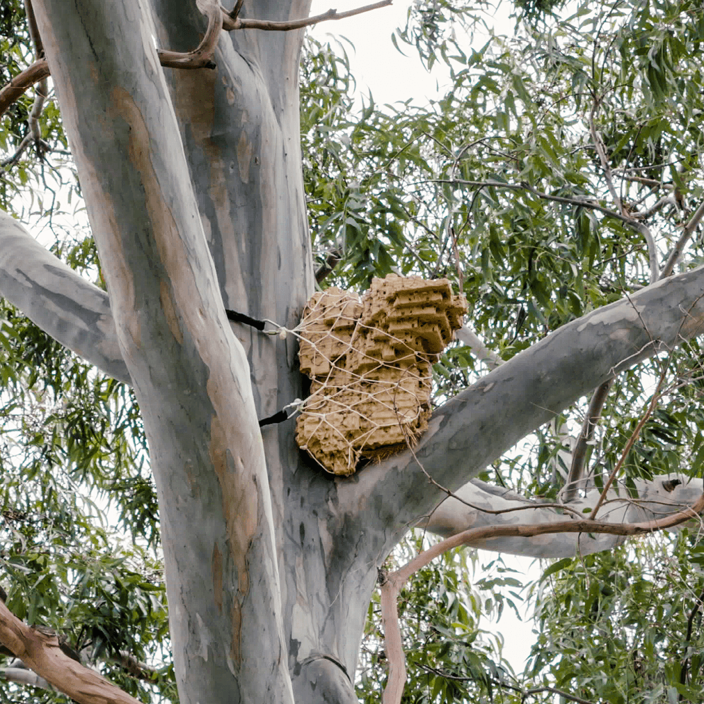 3D-Printed Biodegradable Hollows Offer Lifeline to Endangered Cavity-Nesting Birds