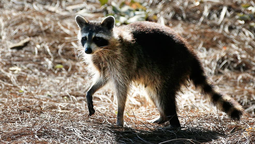 Greensboro Clay Street Raccoon Tests Positive for Rabies, Guilford's Seventh 2026 Case
