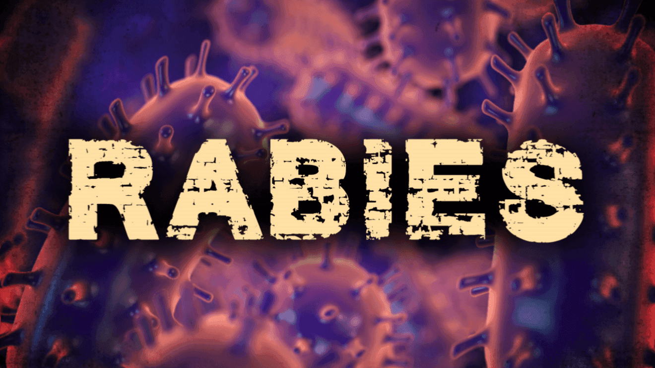 First rabies case of 2026 confirmed in Burlington cat, four exposed