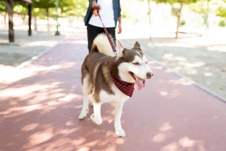 Veterinarians Advise Specific Daily Walk Durations for Dogs, Experts Say