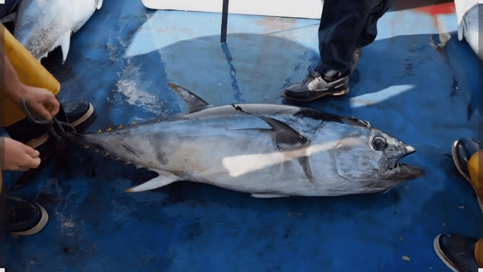 Jersey Politicians Support Licensed Catch-and-Release Fishery for Atlantic Bluefin Tuna