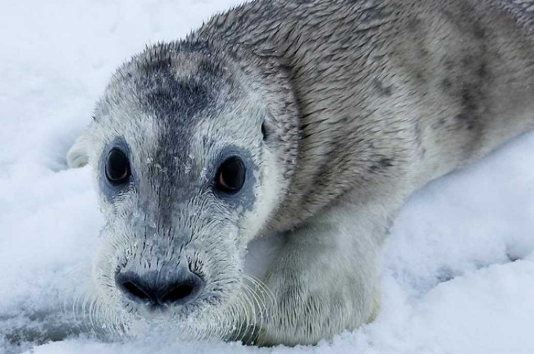 9th Circuit Reinstates 160 Million Acres of Arctic Seal Critical Habitat
