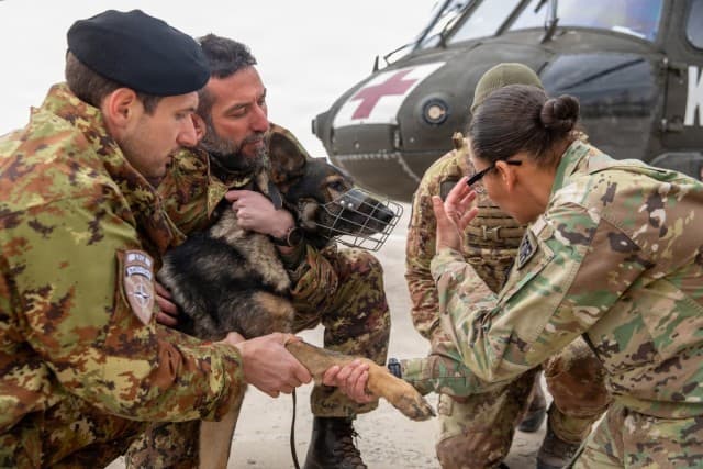 Multinational forces train for urgent evacuation of military working dogs in Kosovo