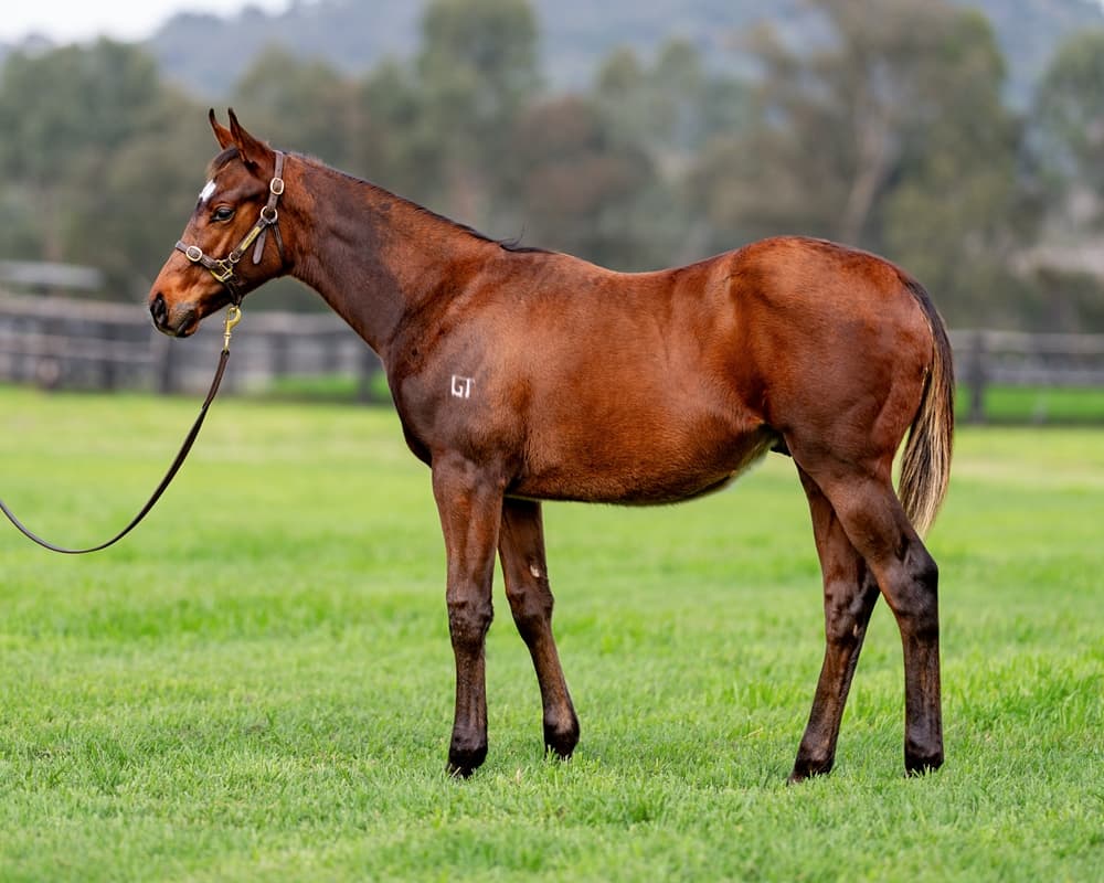 Baramul pinpoints Zoustar colt as Magic Millions sale standout