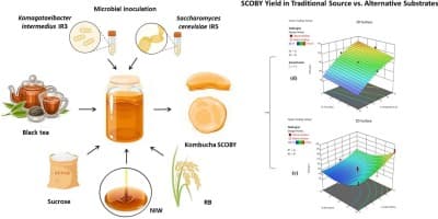Study finds artichoke can ferment into kombucha with strong SCOBY growth