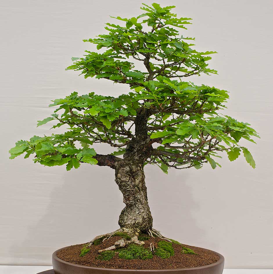 RHS Year-Round Bonsai Guide Advises on Indoor and Outdoor Care