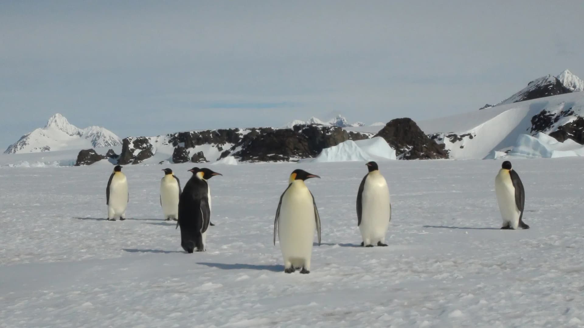 IUCN Declares Emperor Penguins Endangered as Antarctic Sea Ice Vanishes