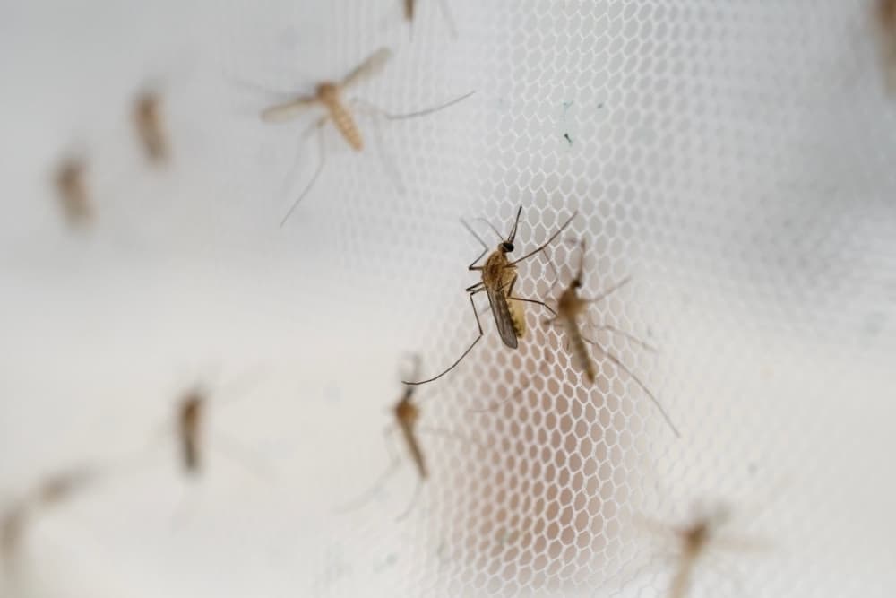 Frisco reports first West Nile mosquito samples of 2026