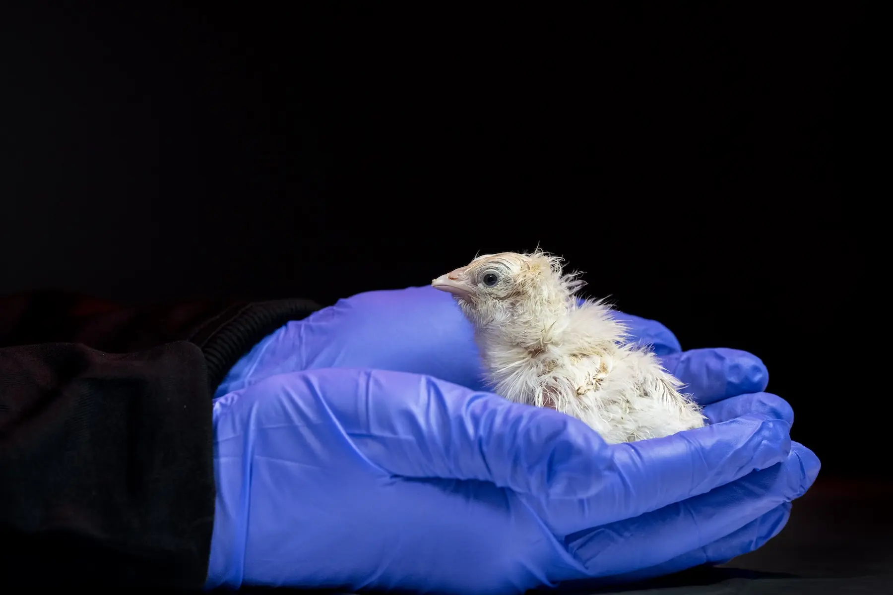 Colossal 3D-prints shell-less egg system, hatches 26 live chicks