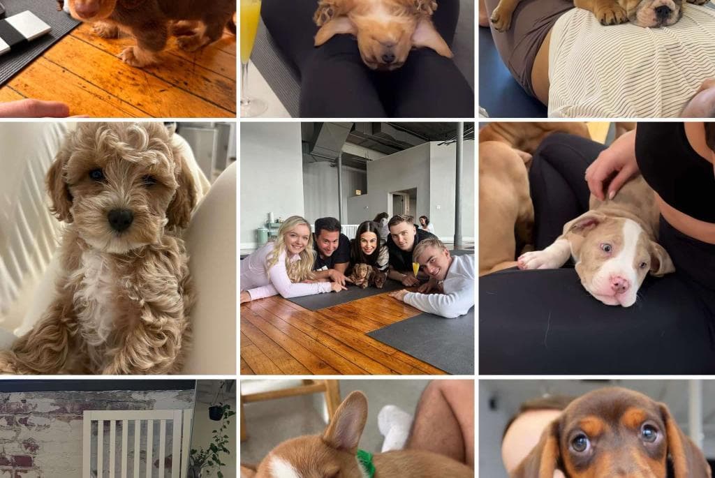Madison puppy yoga class mixes flow, mimosas, and rescue pups