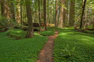 Avenue of the Giants offers a scenic tour through old-growth redwoods