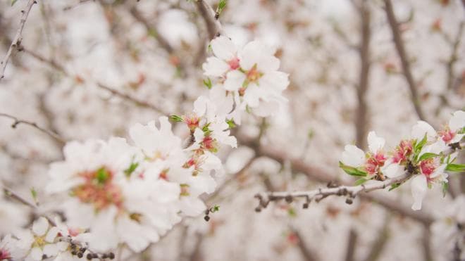 Blossom Trail, Spring Festivals and Pop-Ups Begin Across Fresno County