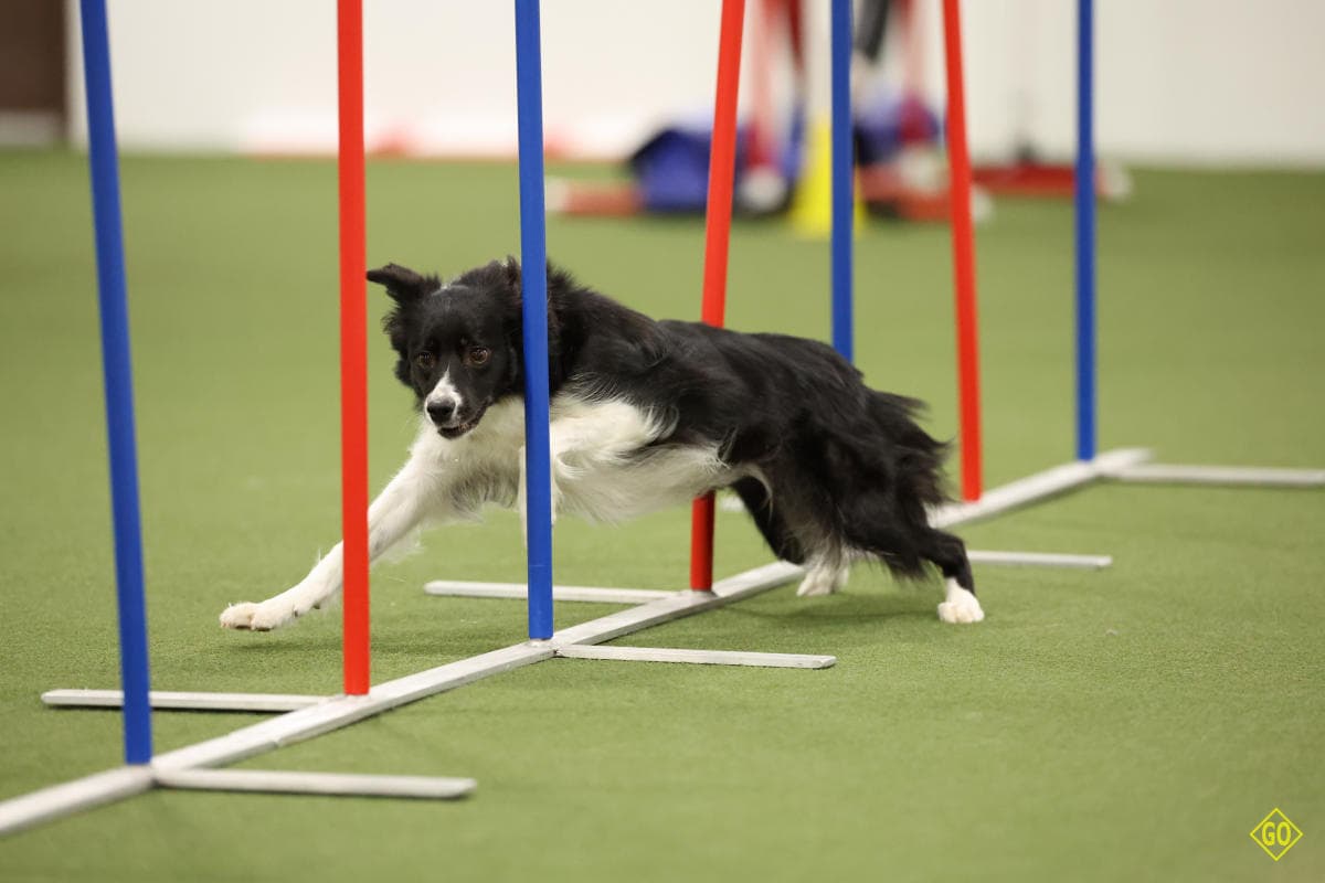 Columbus Dog Days of Summer mixes agility, disc demos and charity
