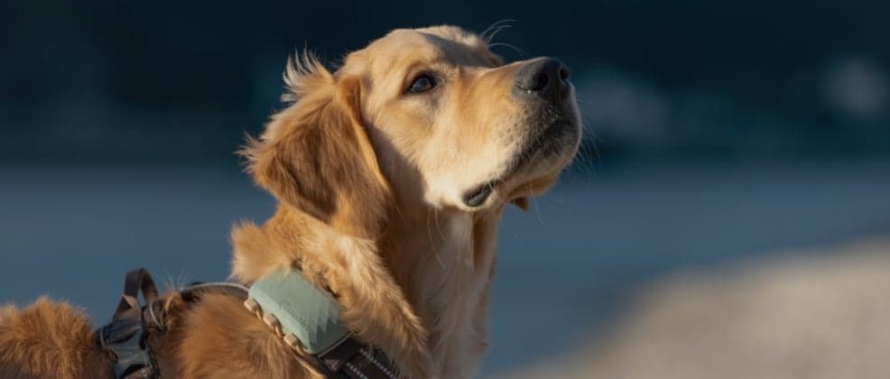 Tractive DOG 6 XL Targets High-Energy Dogs With Triple Battery Life, Scratch Monitoring