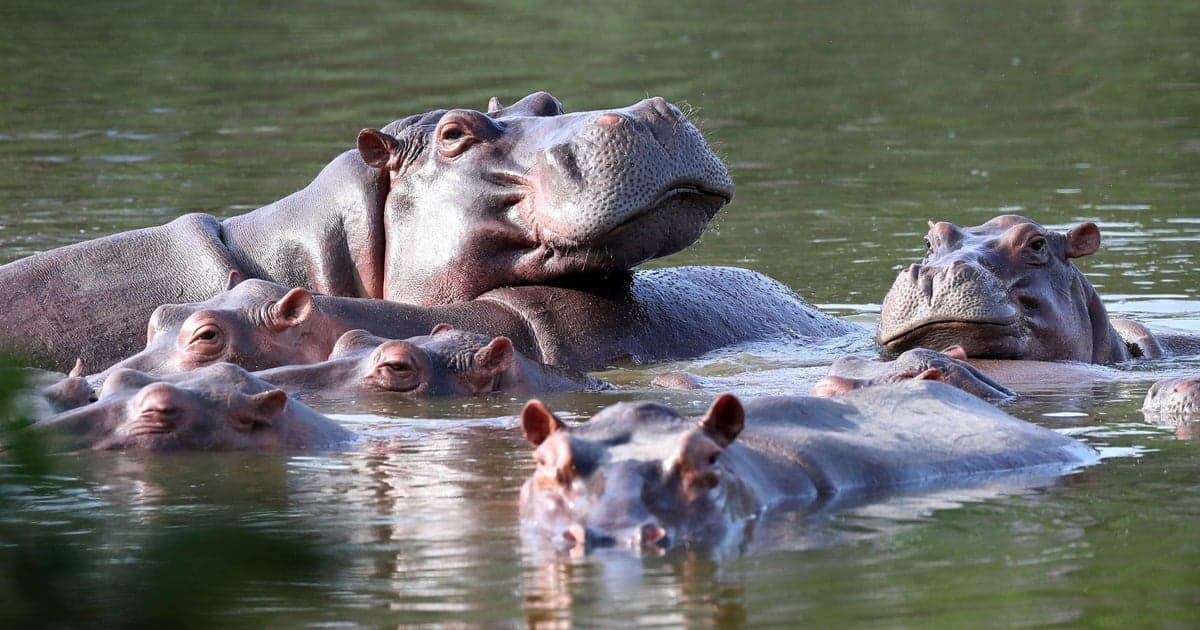 Colombia approves culling 80 of Escobar’s invasive hippos