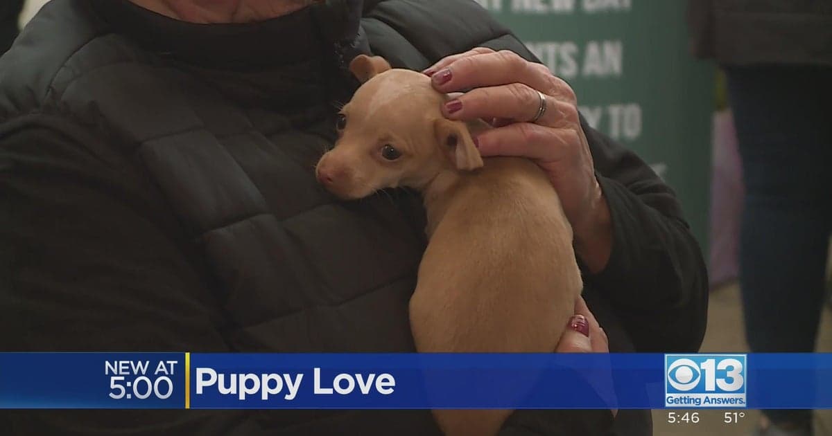 Rescued from Fresno, foster puppy Foggy becomes first SFSPCA Puppy Bowl competitor