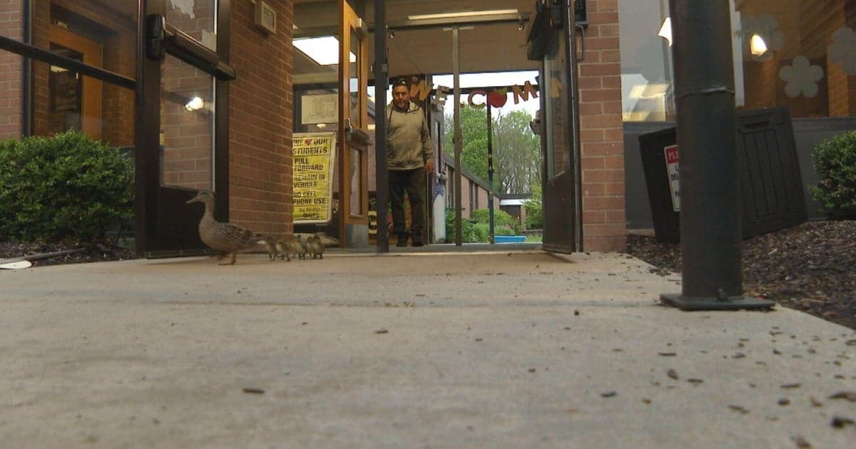 Illinois custodian helps ducklings reach safety for 29 years