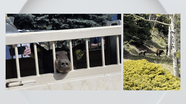 Mother bear and cubs found under Colorado Springs deck, relocated safely