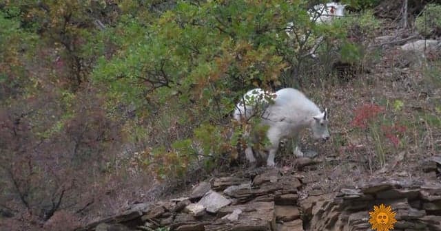 Black Hills Draw Tourists, Test Conservation and Economic Resilience