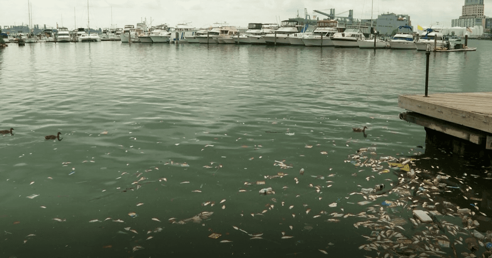 Heat wave fuels fish kill and foul smell in Baltimore harbor