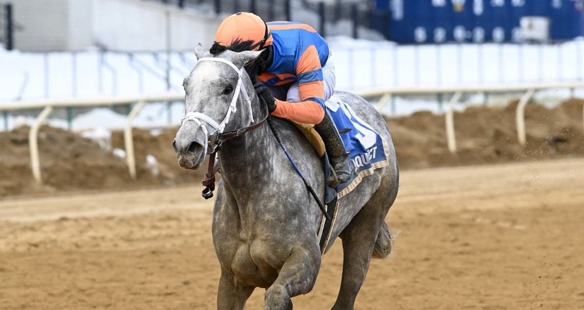 Scalable Seeks Back-to-Back Stakes Glory in Aqueduct Top Flight