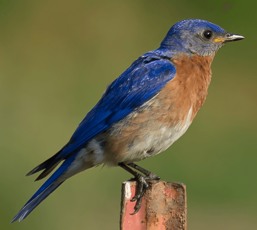 Autauga, Elmore bluebird trail tracks nesting birds along Highway 14