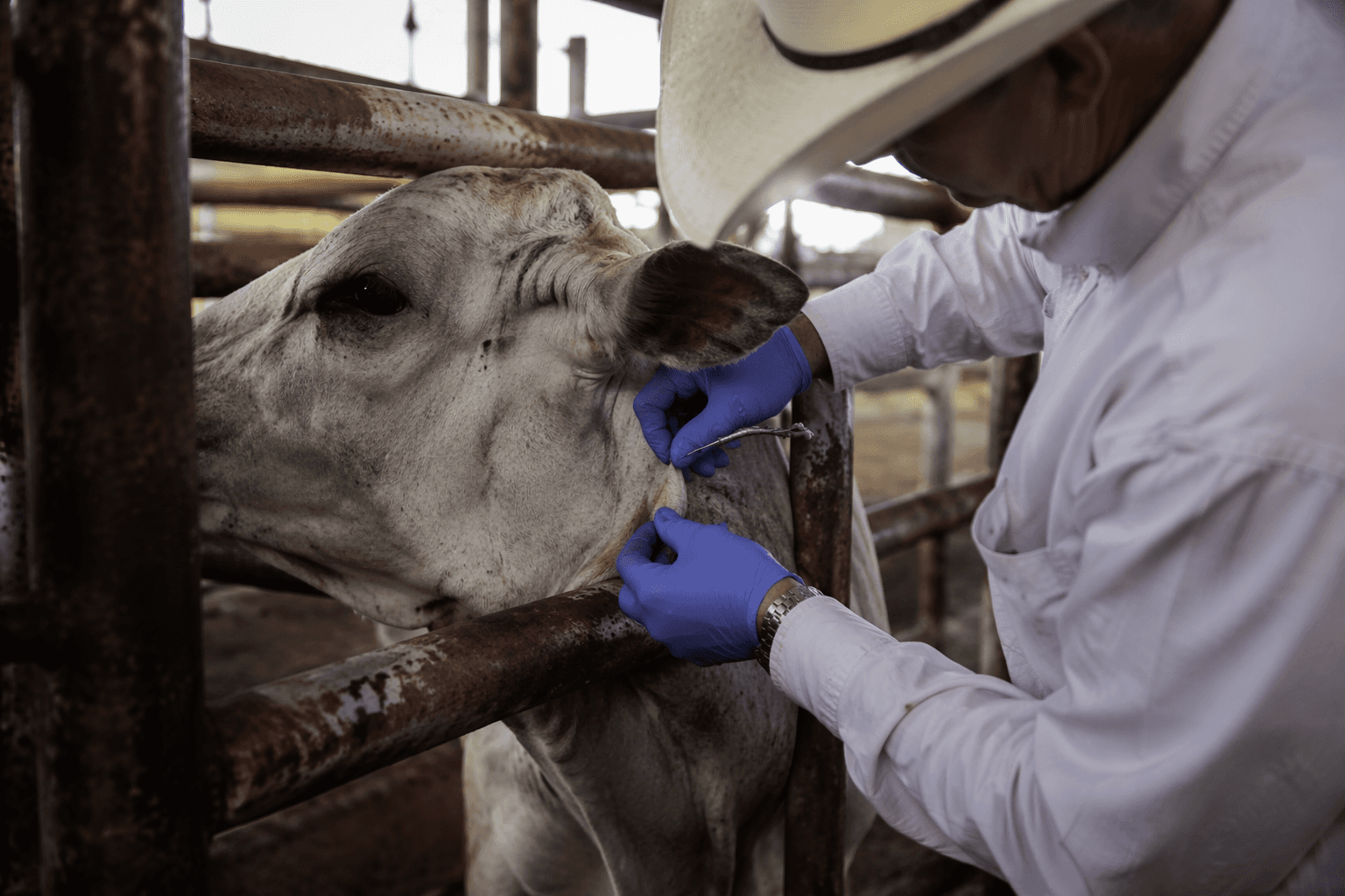 New World screwworm confirmed in Texas cattle, New Mexico dog