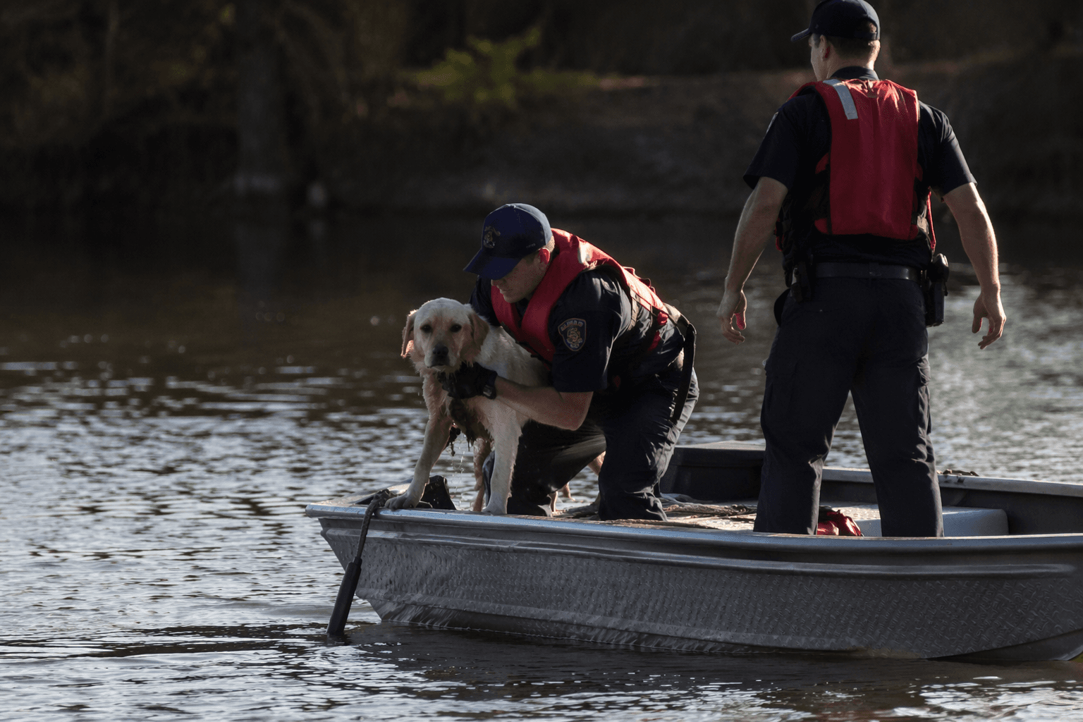 Firefighters Rescue Stranded Dog From Roeding Park Island Lake