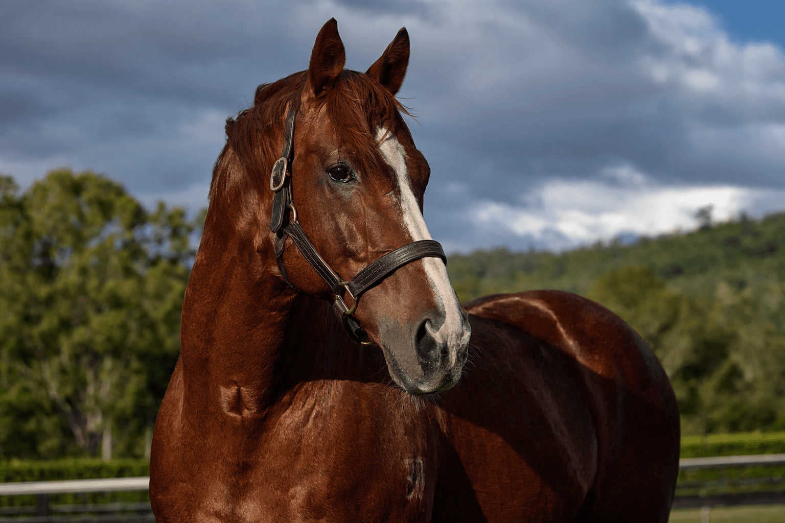 Queensland sire Spirit Of Boom dies unexpectedly at 18