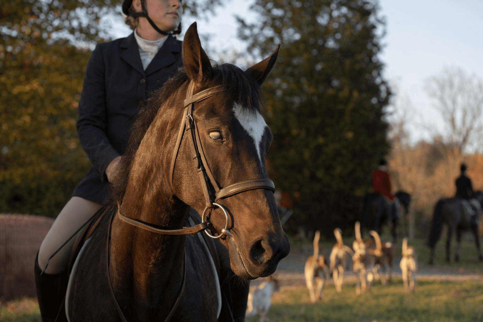 Society Joe finds new life in hunters after racing career