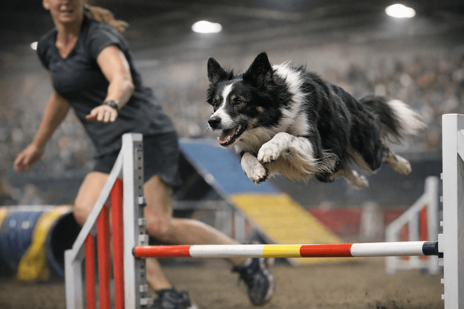 AKC ISC agility gains traction, entries rise 12.7 percent in 2025