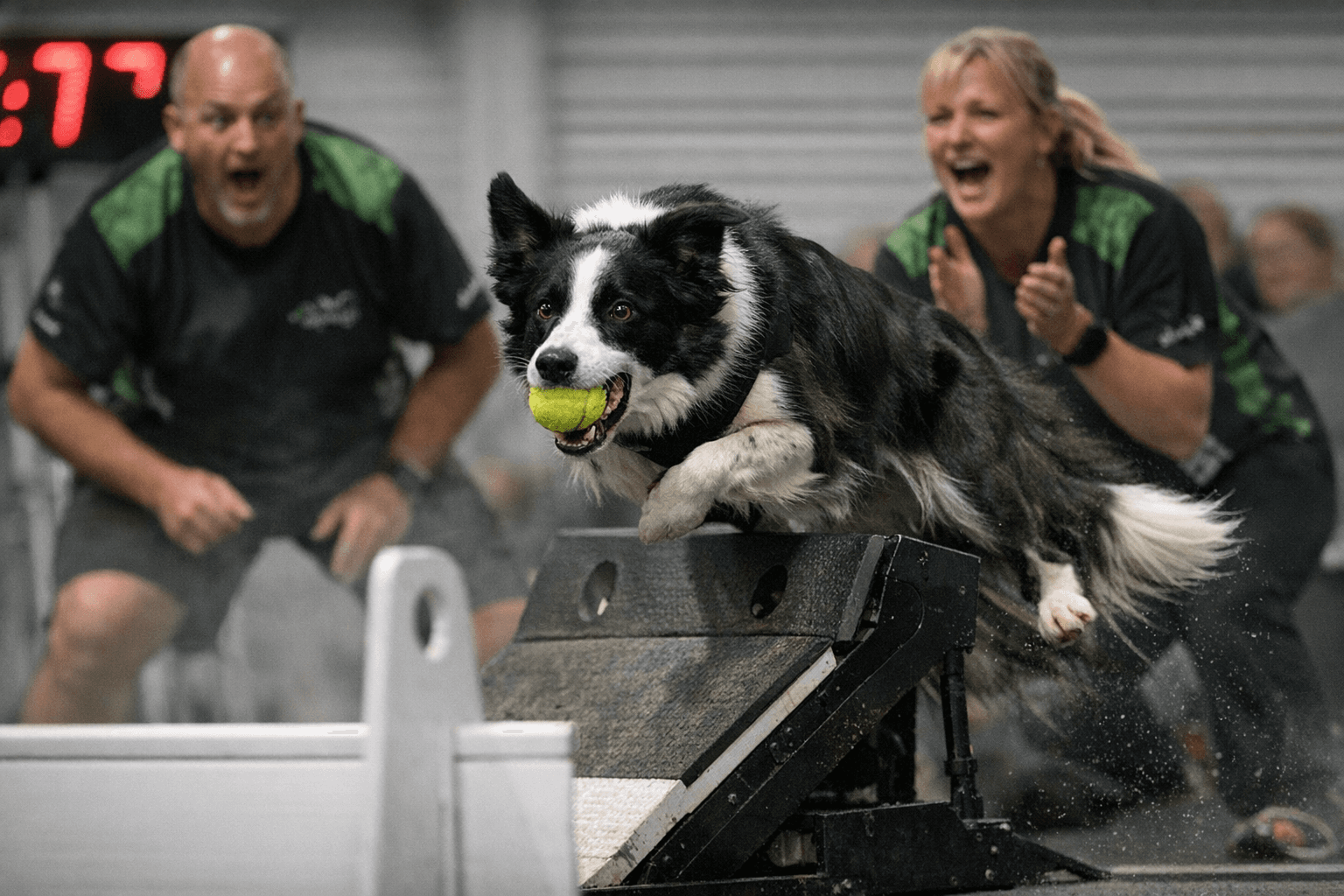 Rescue Border Collie Jax wins national flyball title with York team